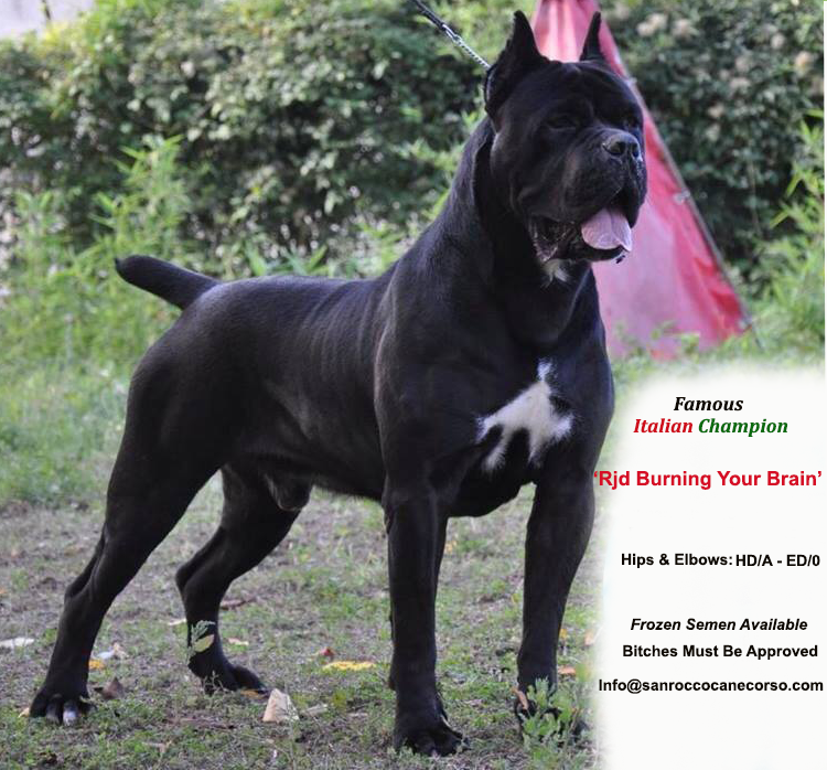 cane corso trained dogs for sale