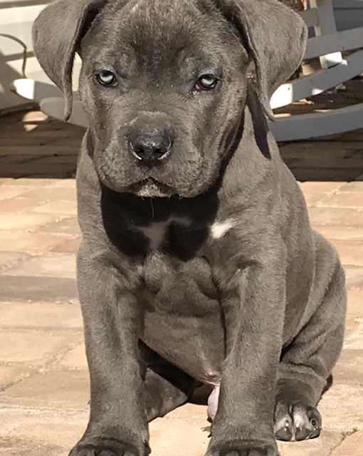 blue cane corso puppies for sale near me