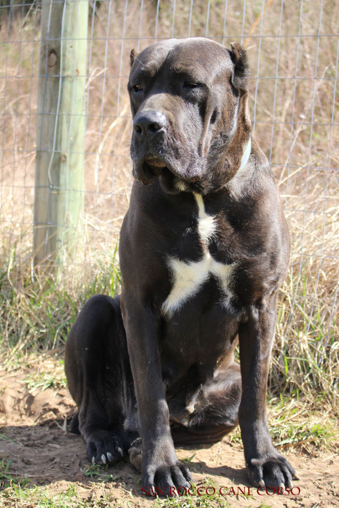 Our Cane Corsos San Rocco Cane Corso Puppies For Sale