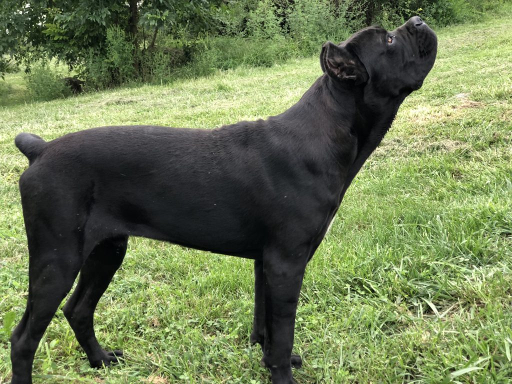 Our Cane Corsos San Rocco Cane Corso Puppies For Sale