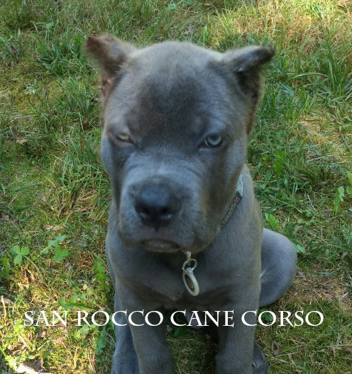 cane corso cropped ears for sale