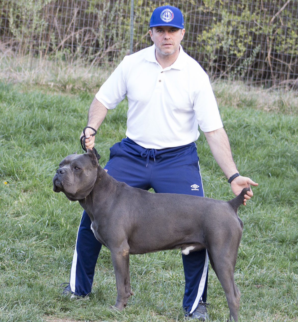 Gallery San Rocco Cane Corso Puppies For Sale