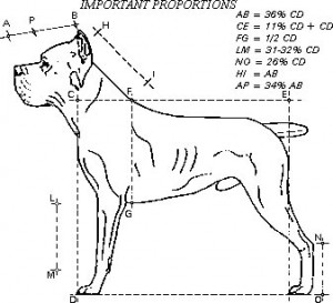 cane corso breed standard