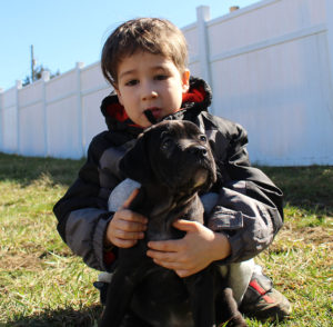 black import cane corso puppy