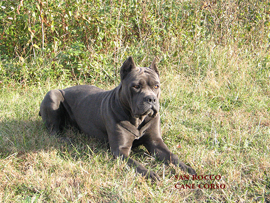 Cane Corso puppies for sale