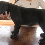 sanr rocco cane corso puppies for sale