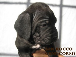 CANE CORSO CHAMPION