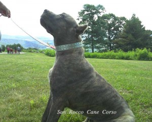 blue brindle cane corso