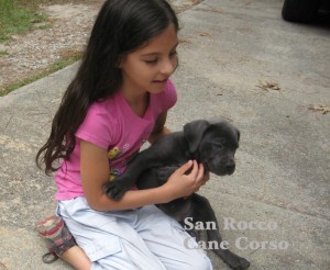 blue cane corso puppies for sale