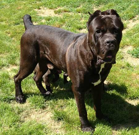 cane corso stud service