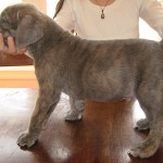 cane corso breeder in new jersey