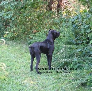 black cane corso