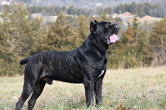 Our Cane Corsos - San Rocco Cane Corso Puppies For Sale