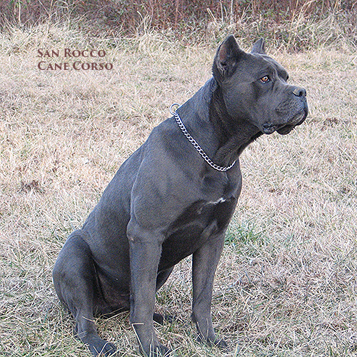 Top 99+ Pictures Images Of A Cane Corso Superb