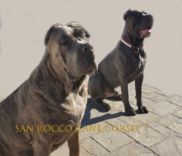 Cane Corsos - San Rocco Corso - For Sale - San Rocco Cane Corso