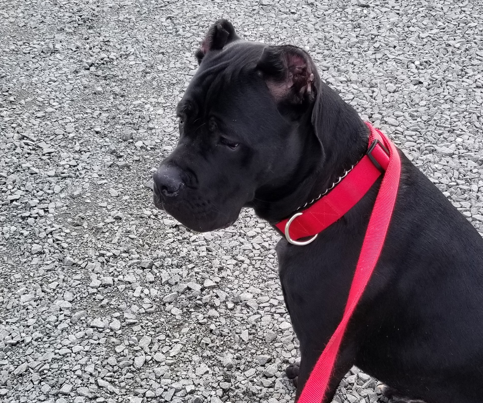 Dog for adoption - Kane, a Great Dane & Cane Corso Mix in Fort Worth, TX