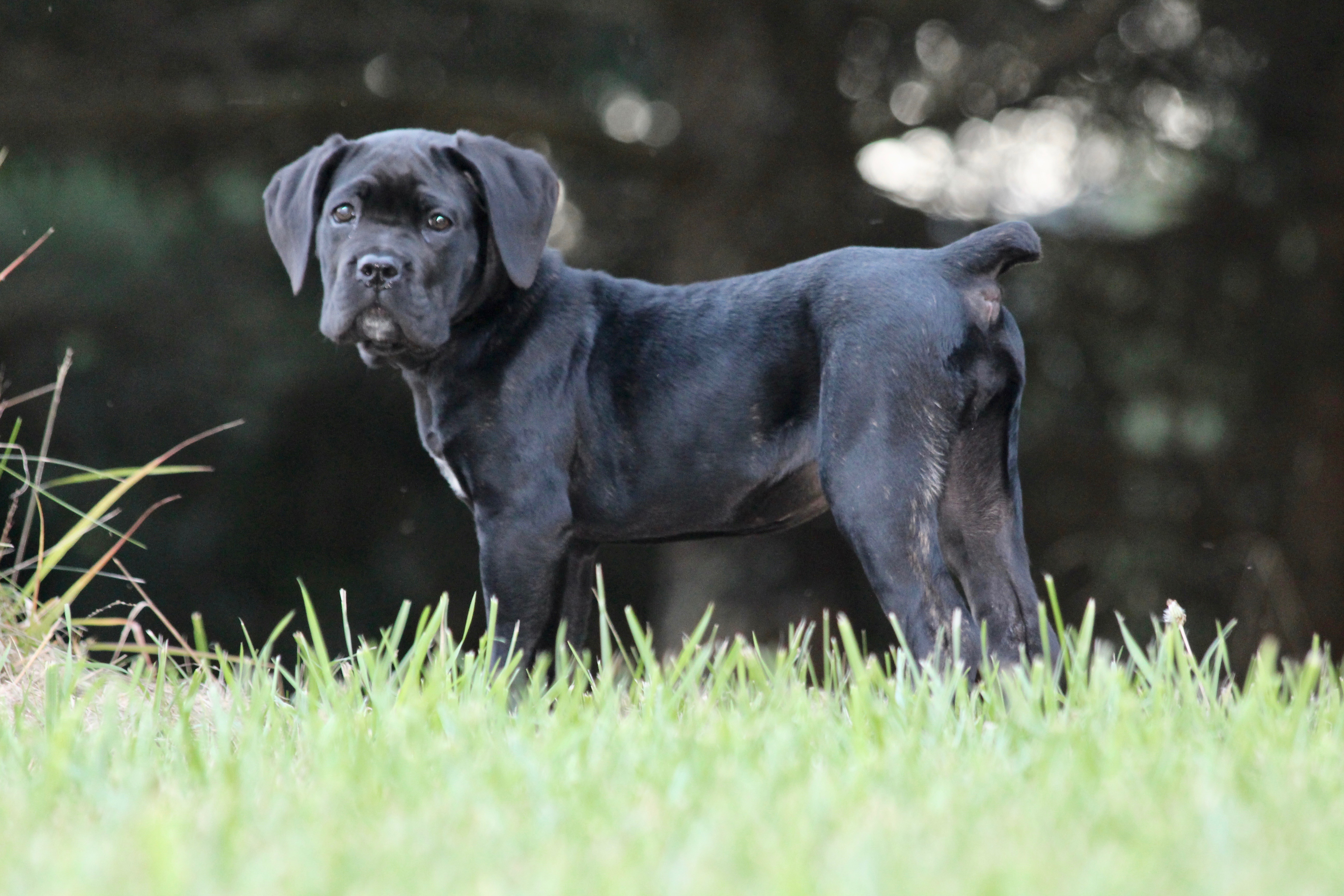 Кане корсо. Итальянский мастиф Кане-Корсо. Cane Corso щенки. Кане Корсо некупированный.