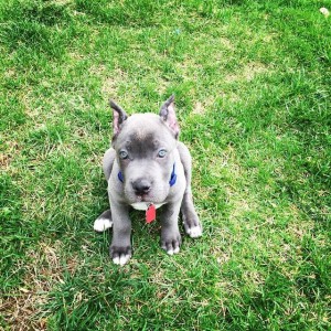 san roccos blue puppy