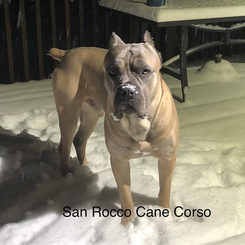 Cane Corso Puppies For Sale - San Rocco