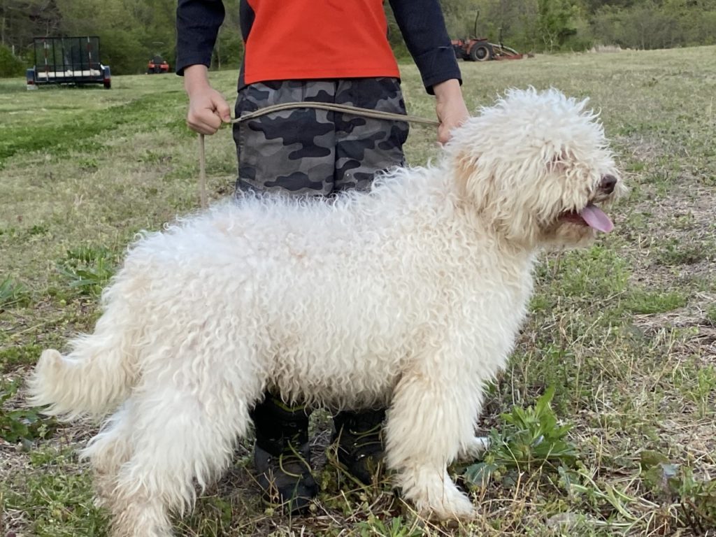 Adult Lagotto for sale