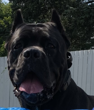 Placed Puppies - San Rocco Cane Corso