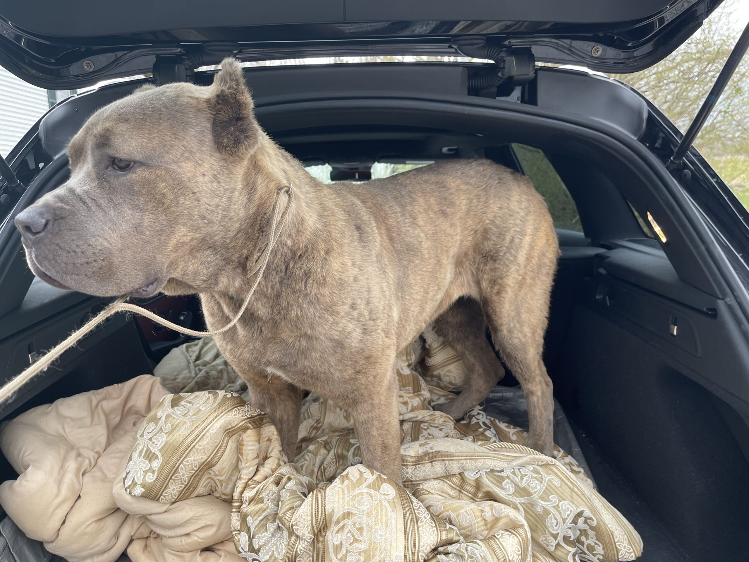 Puppies - San Rocco Cane Corso